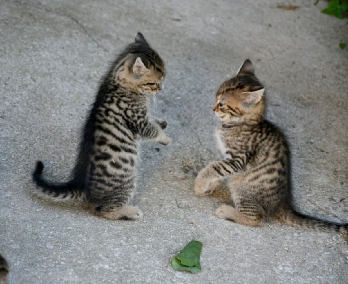 Ferienhaus Zwickelreith  - unsere Katzen