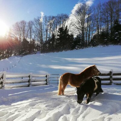 Unsere Pferde im Schnee