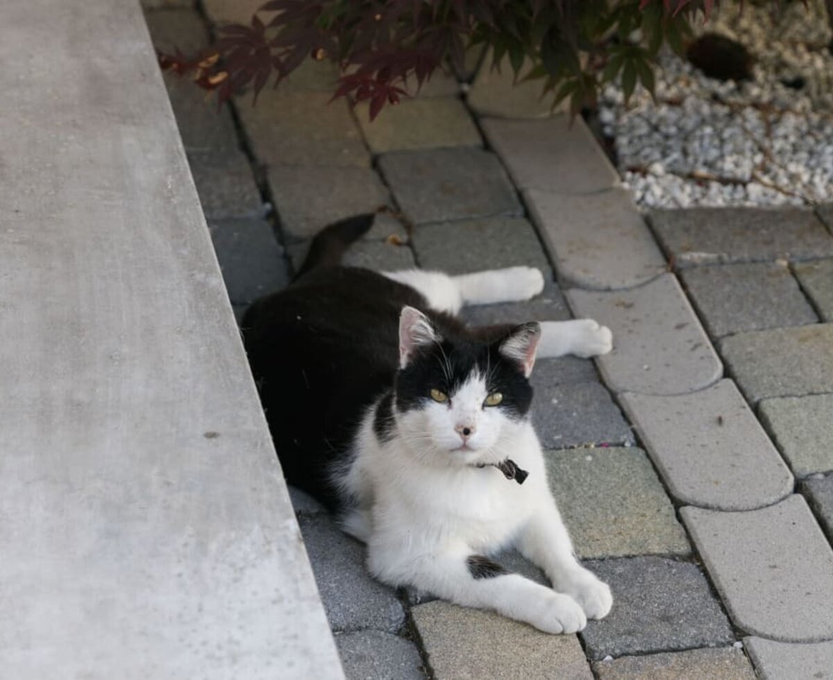 Ferienhof & Ferienwohnungen Büller - unser Kater Carlo