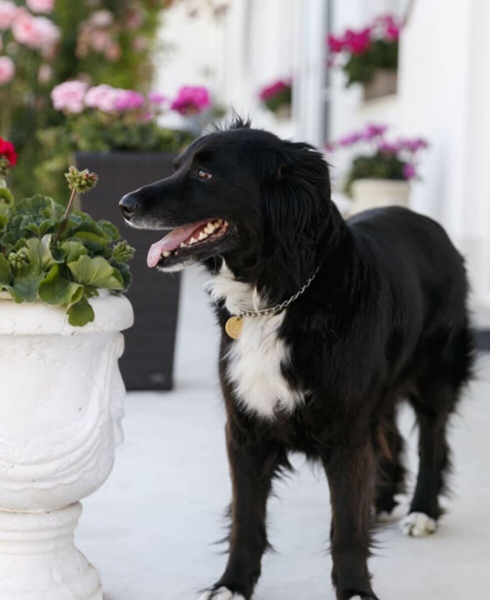 Ferienhof & Ferienwohnungen Büller - unser Hund Mikscha