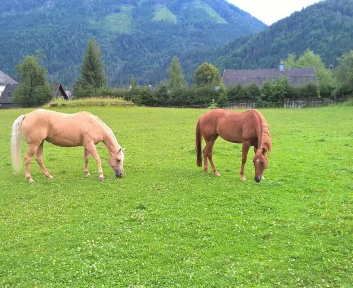 Ferienwohnung Schlögelhofer -Pferde