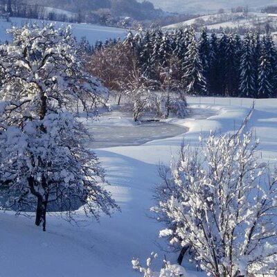 Fischteiche im Winter