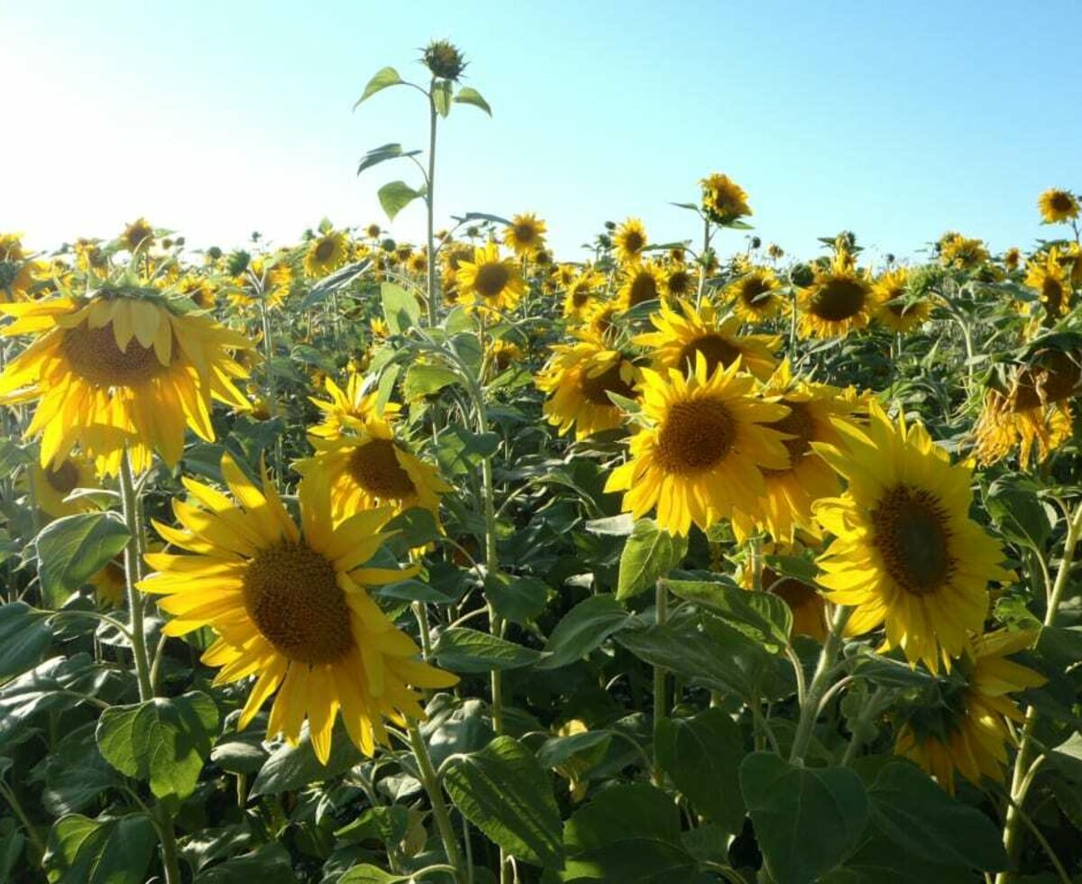 Gästehaus Greisslerei Gösing - Sonnenblumen