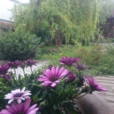 Gästehaus Lösshof - Blume mit Katze