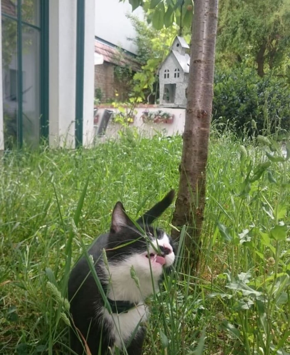 Gästehaus Lösshof - Hofansicht mit Katze