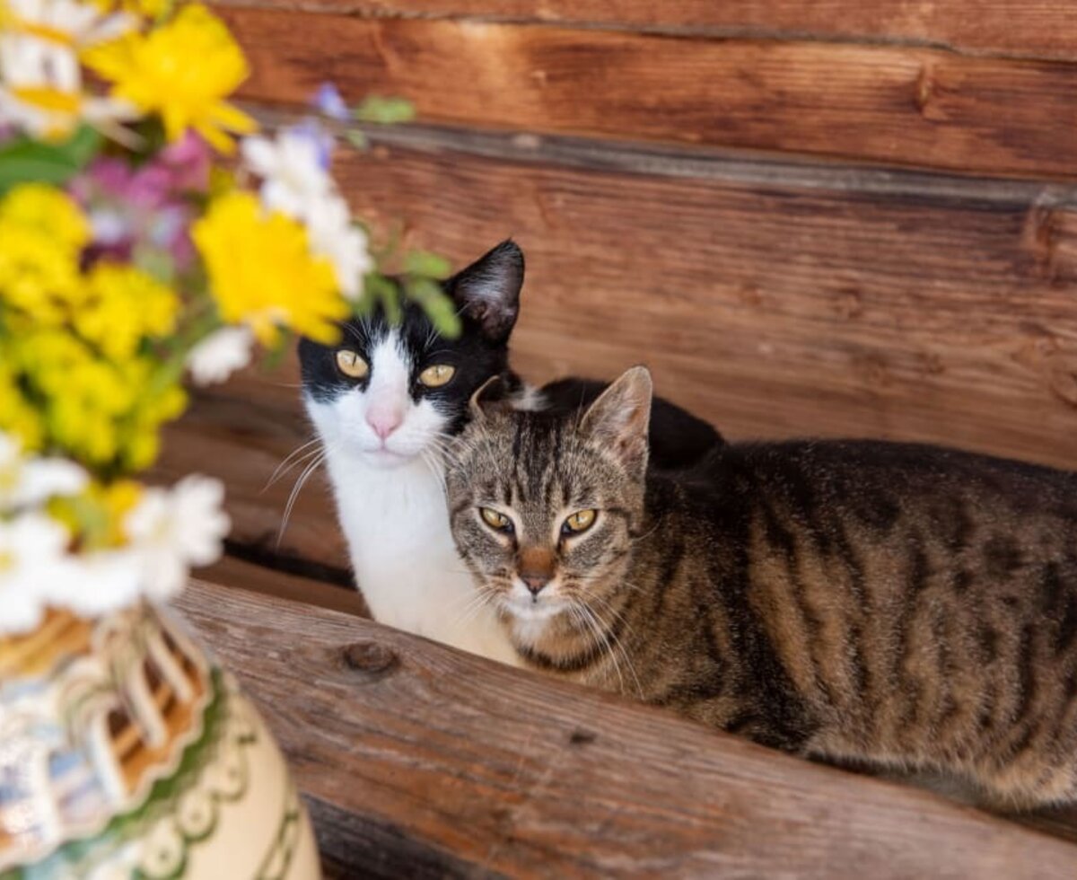 unsere Katzen © Gabriele Rottensteiner