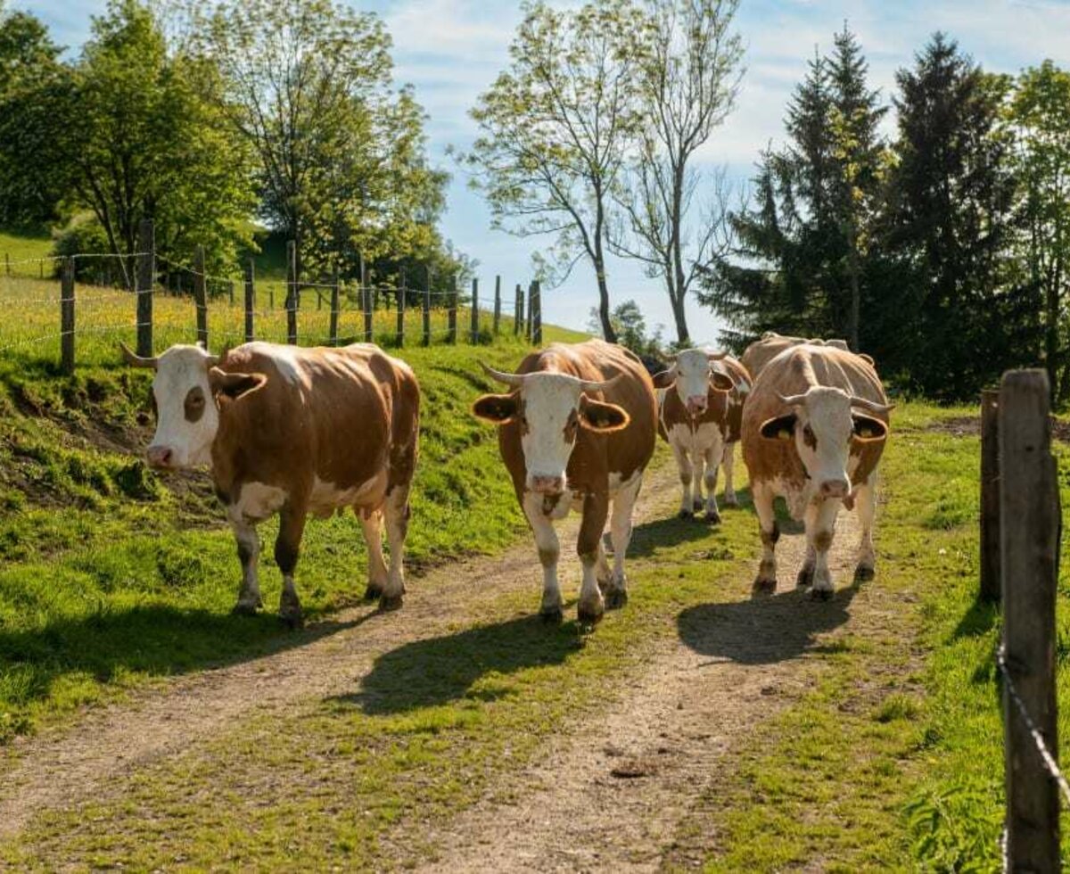 unsere Kühe © Gabriele Rottensteiner