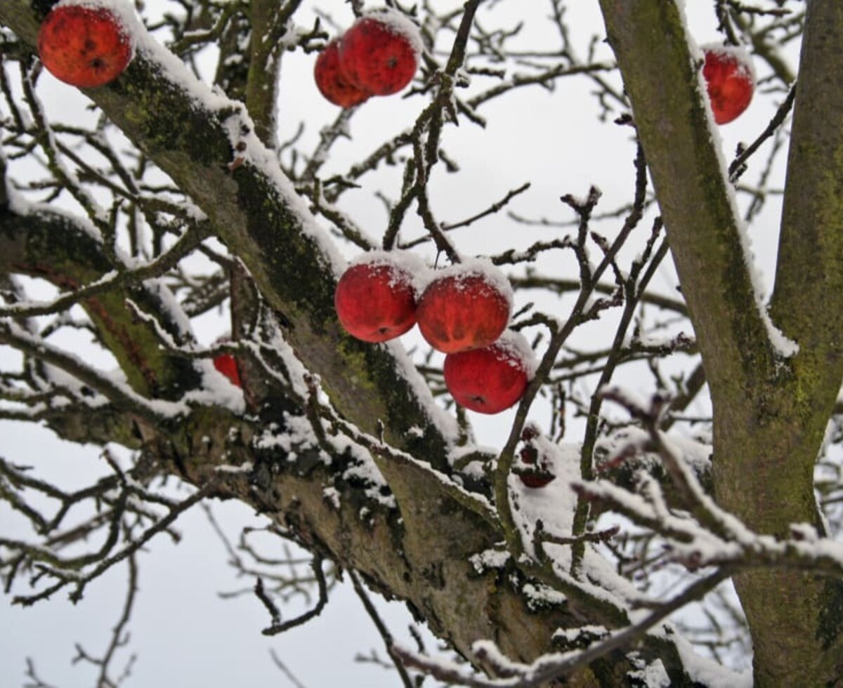 Apfelbaum im Winter (Foto: Familie Breitner)