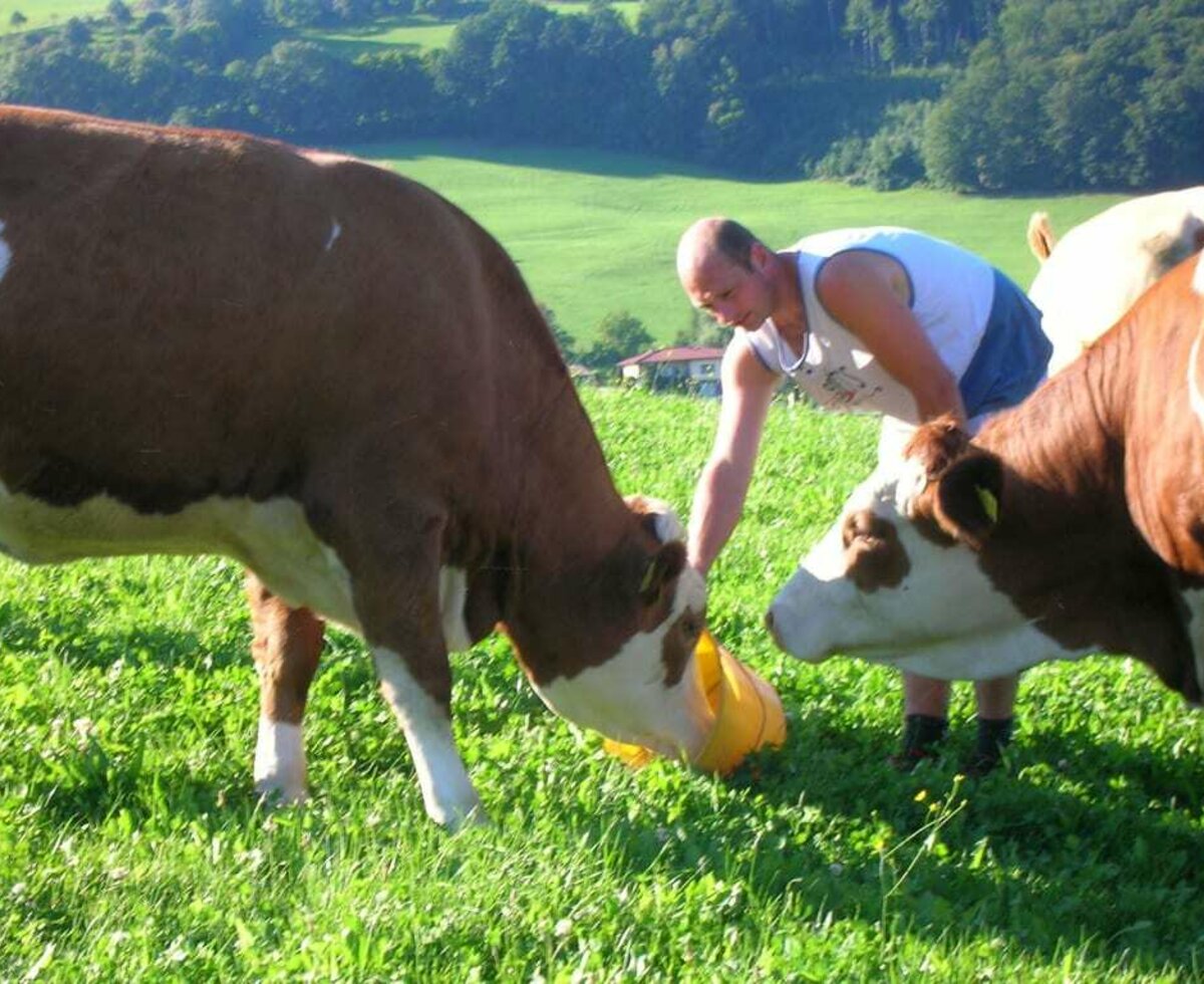 Bauer Willi beim Füttern unserer Kalbinnen auf der Weide