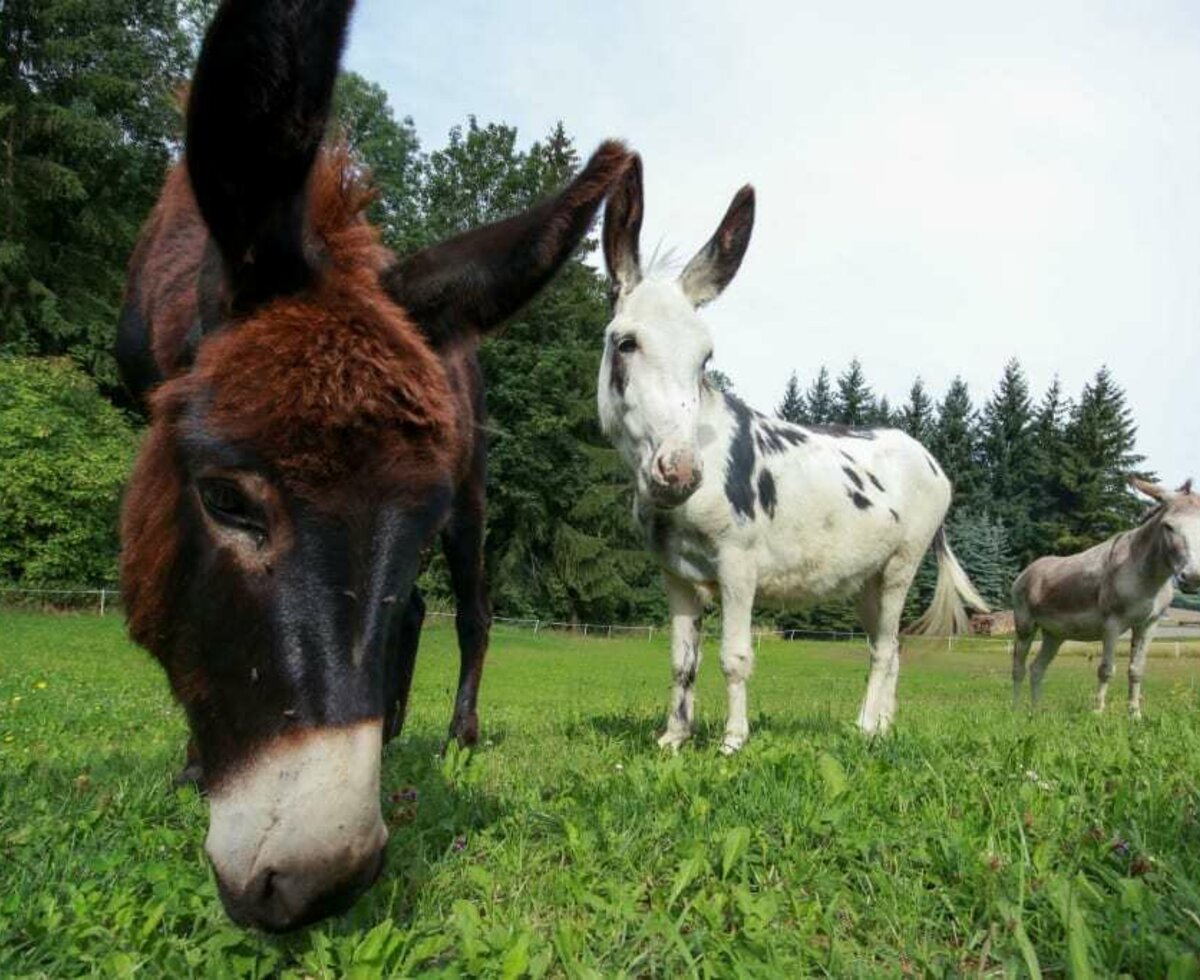 Karnerhof - Esel auf der Weide © Martina Fuchs