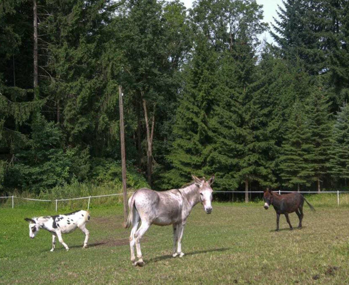 Karnerhof - unsere Esel © Martina Fuchs