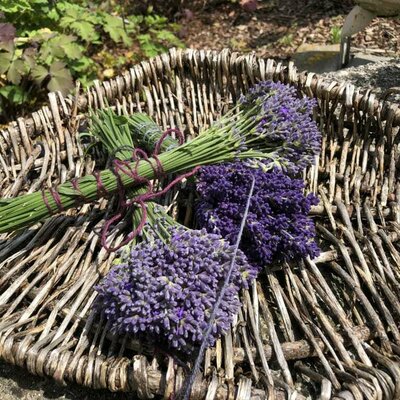 Karnerhof - Lavendel © Gertraud Karner