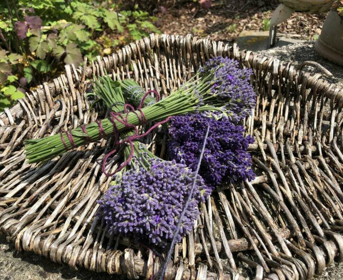 Karnerhof - Lavendel © Gertraud Karner