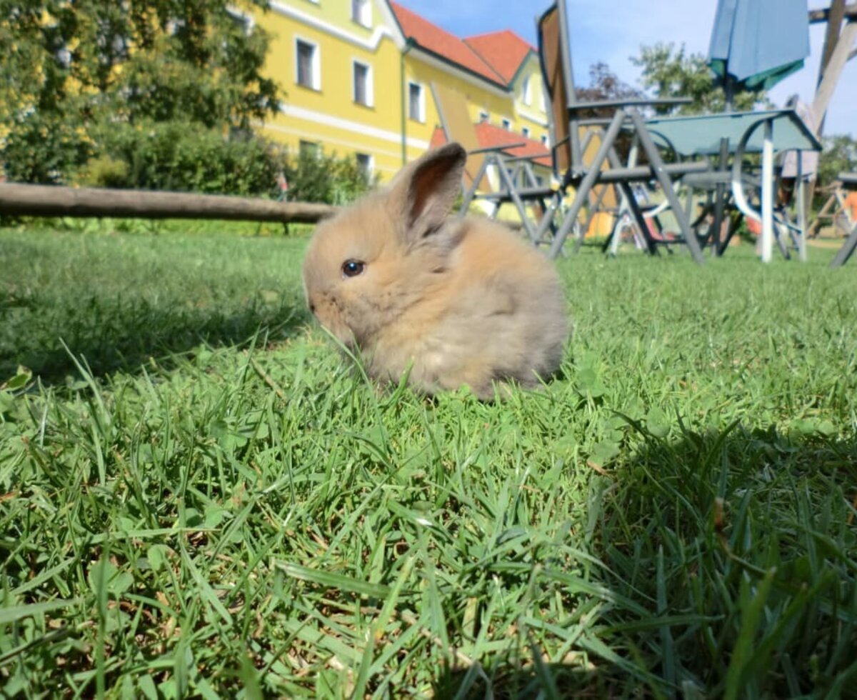 Kerndlerhof Hase