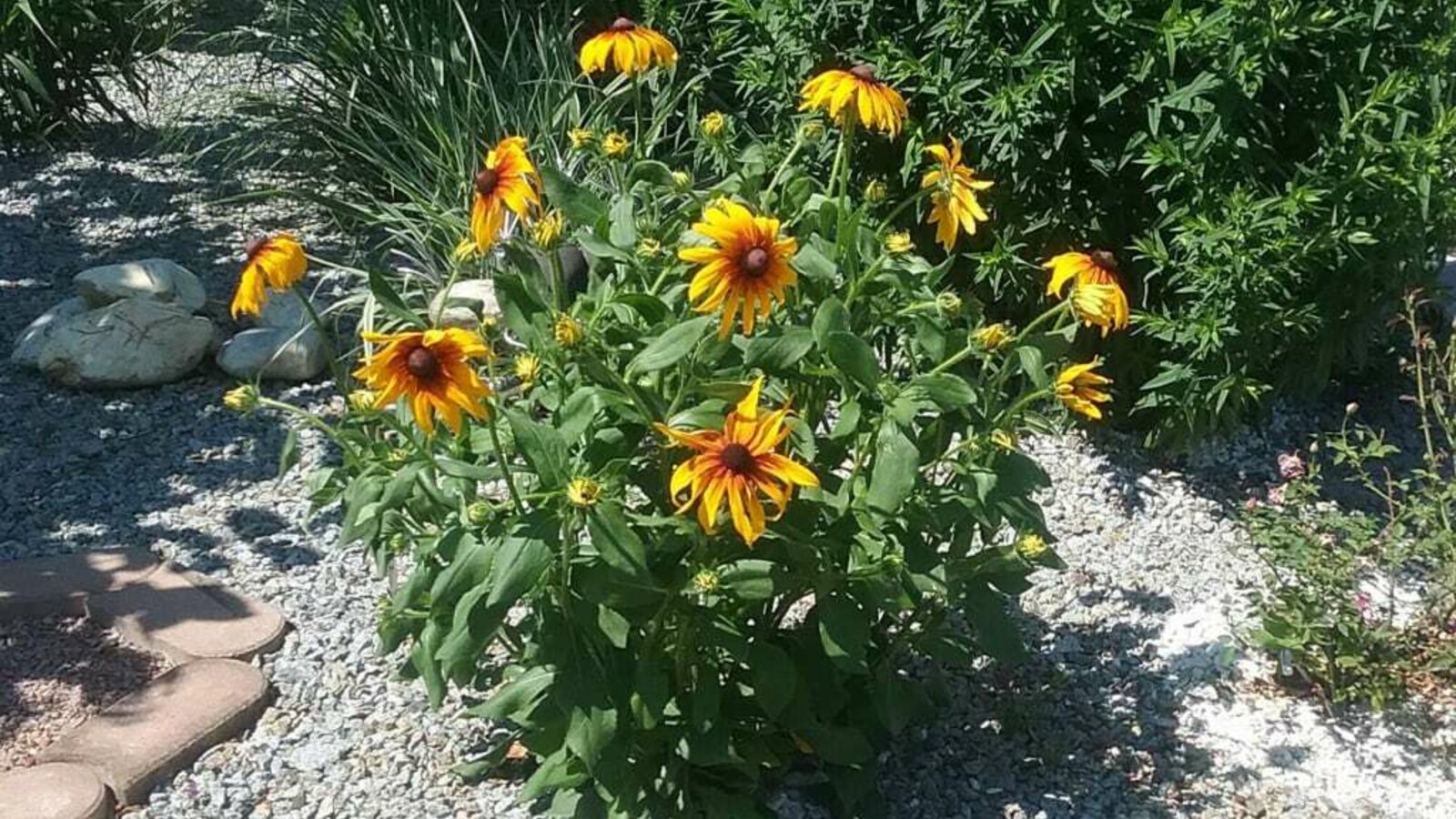 Landhaus Schaidreith - Blumen