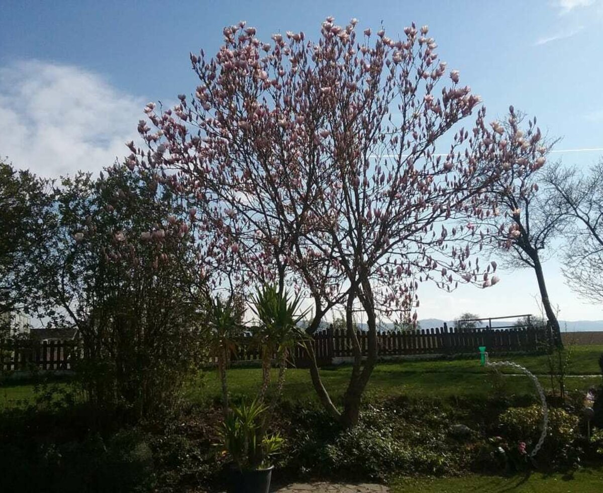 Landhaus Schaidreith - Garten im Frühling