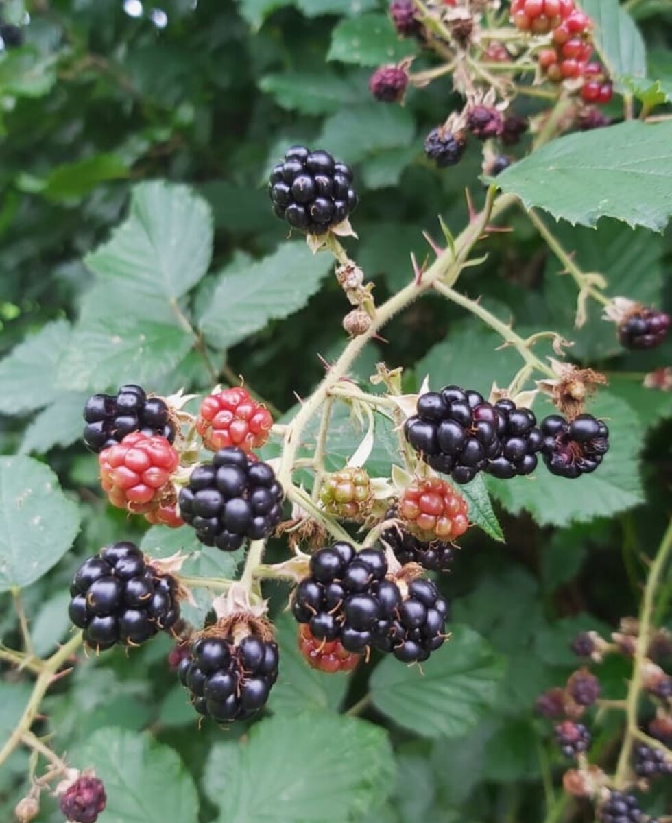 Brombeeren