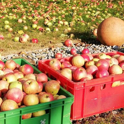 Obsternte - Obst in Hülle und Fülle