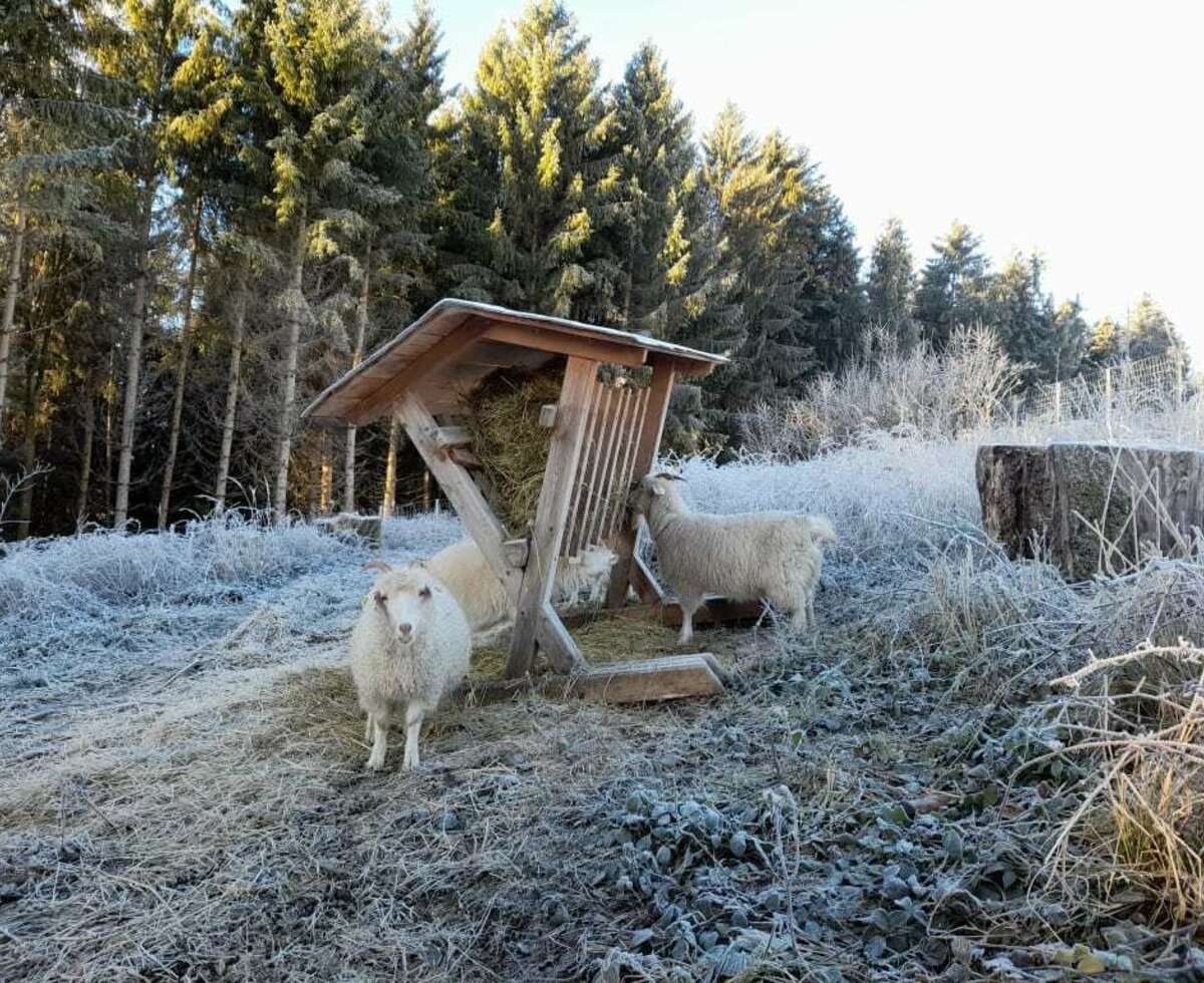 Kaschmirziegen