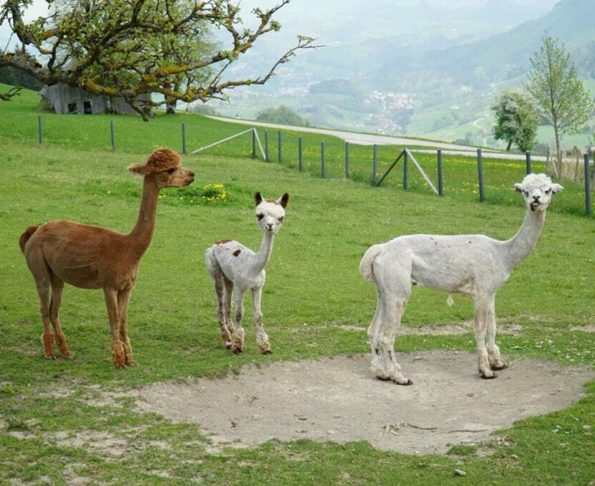 Elvira, Rosa und Xaver