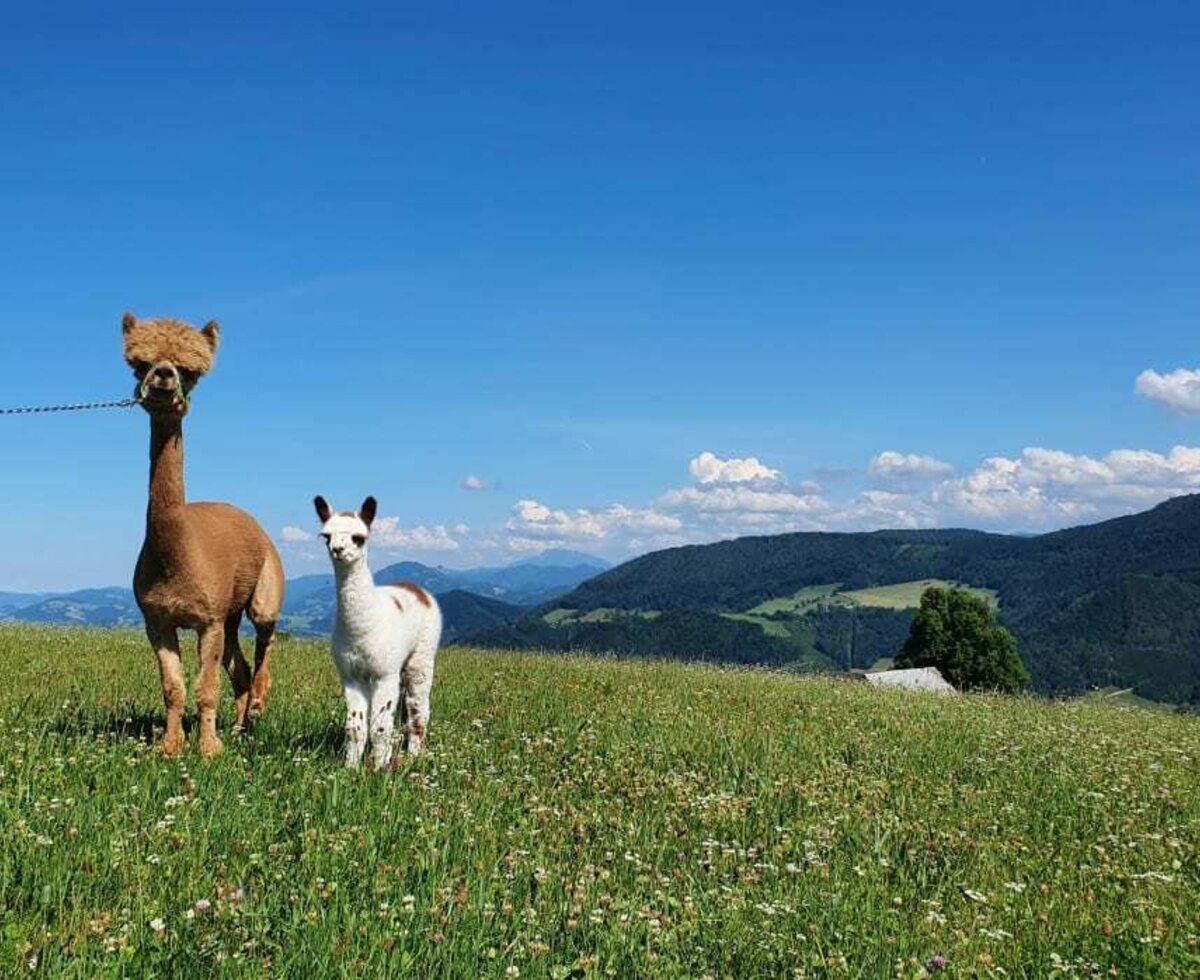 Elvira und Rosa