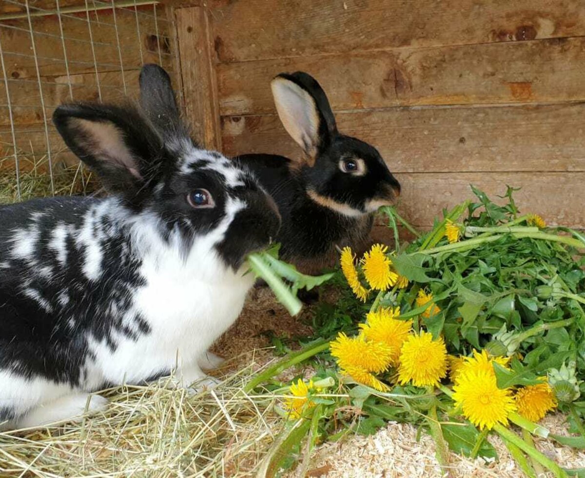 Hasen - Lissi und Cookie