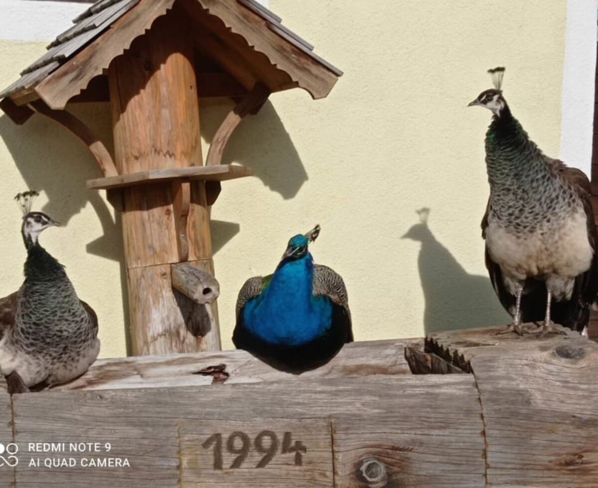 Nazbauerhof - Tierwelt - Pfauen auf Brunnen © Christina Becker