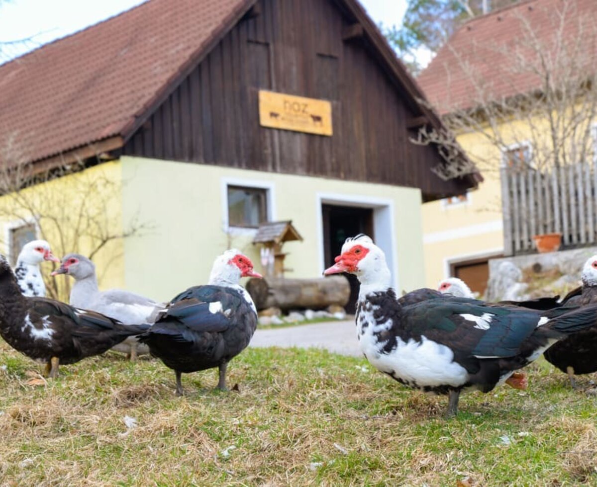 Nazbauerhof - Tierwelt © Christina Becker