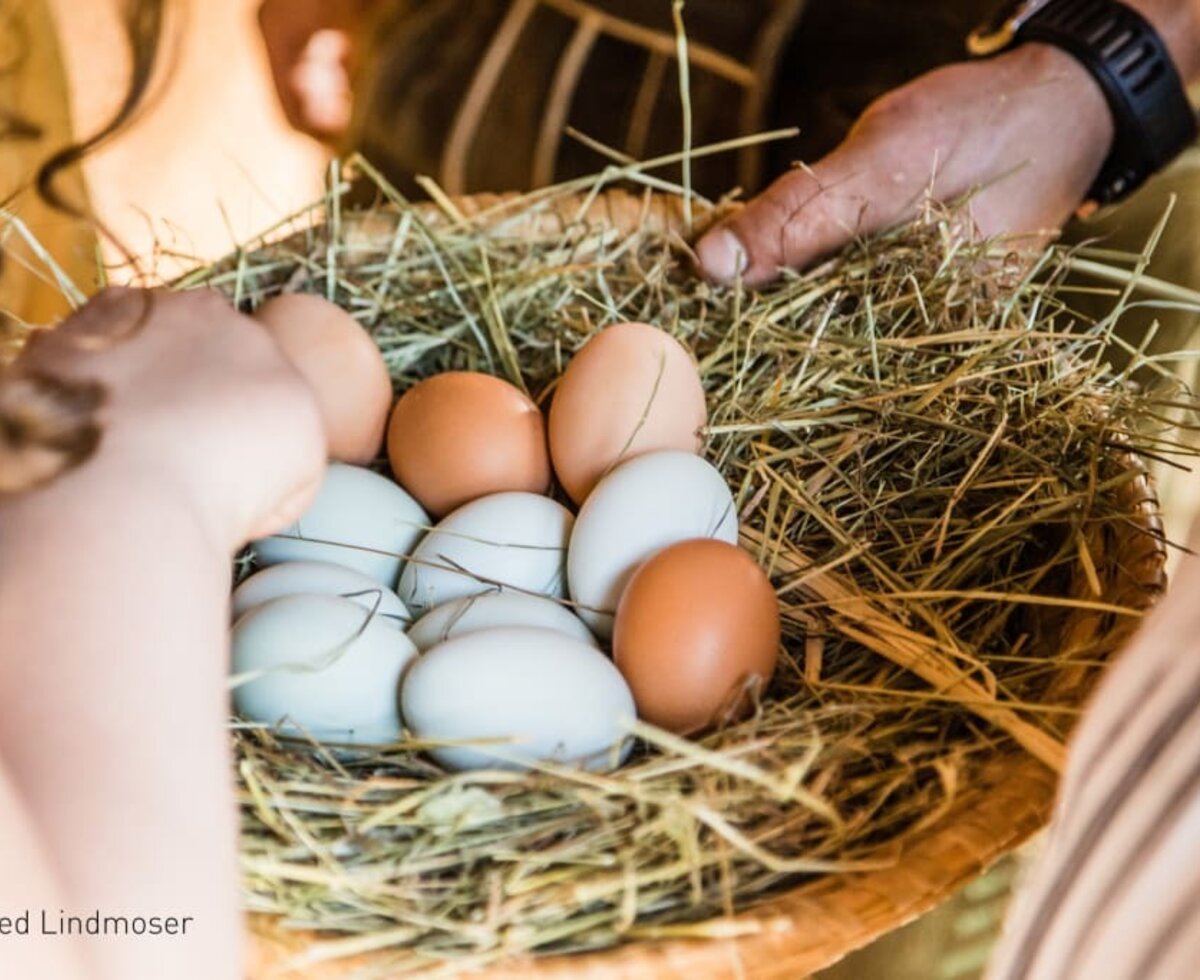 Eier im Korb