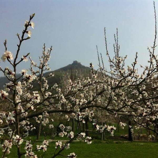 Marillengarten mit Blick auf die Burgruine Aggstein/Kienesberger