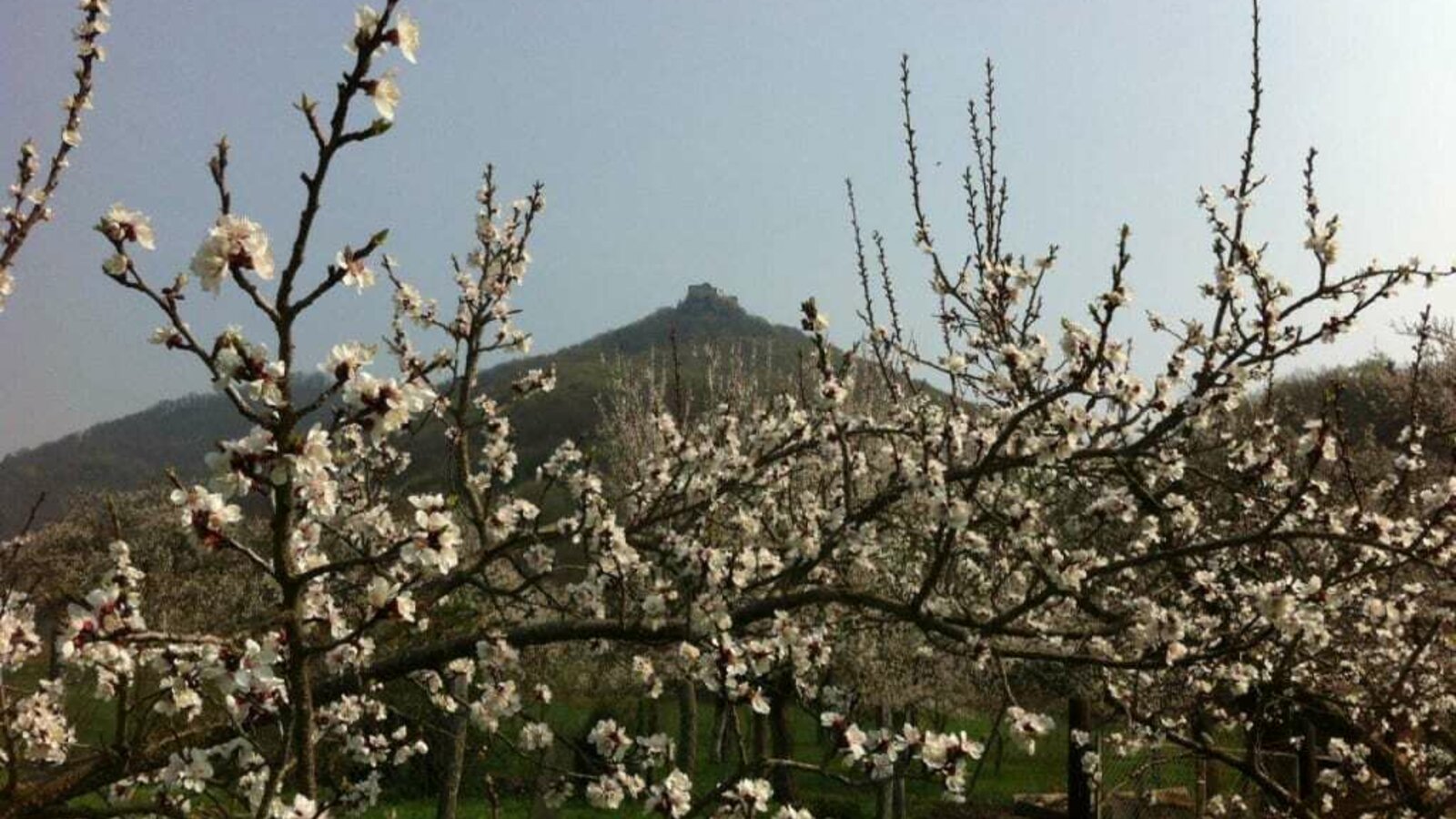 Marillengarten mit Blick auf die Burgruine Aggstein/Kienesberger