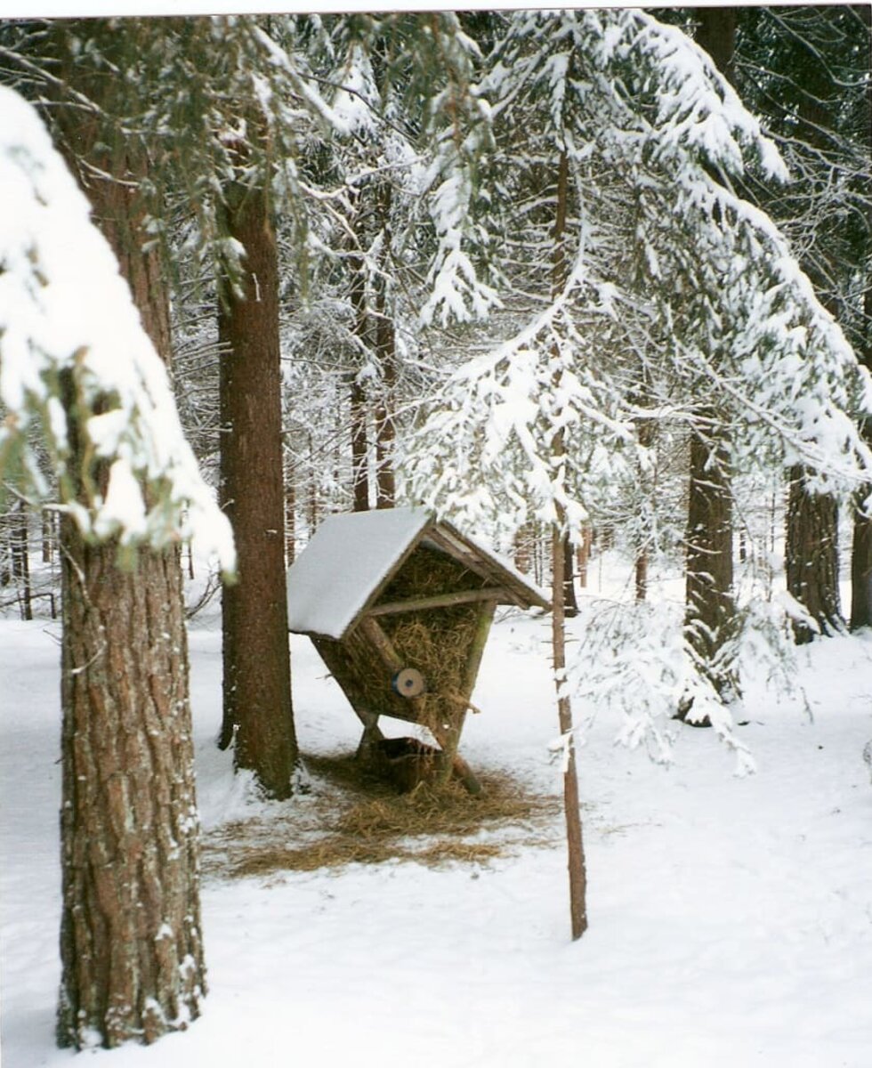 Waldspaziergang - Futterstelle