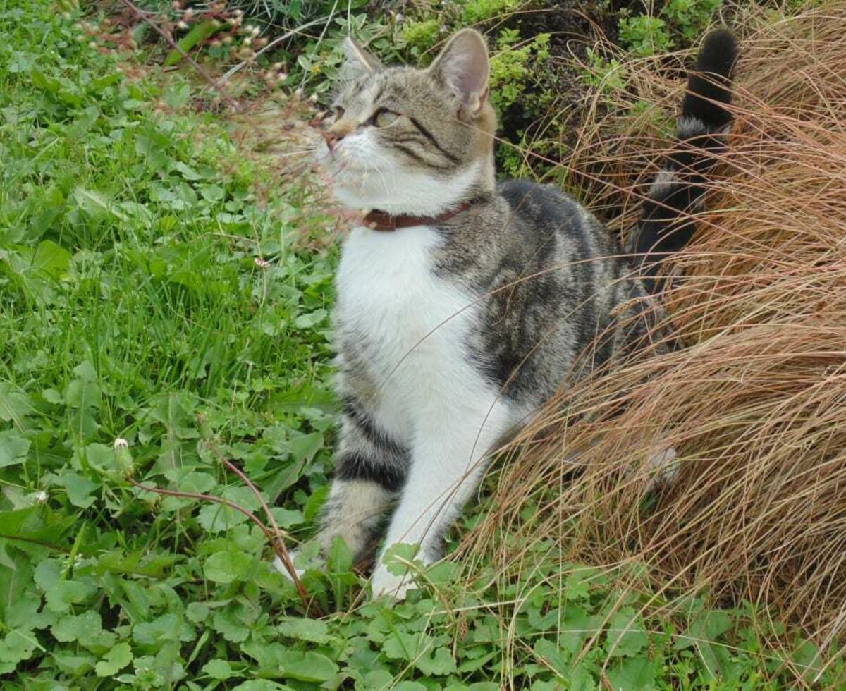 Rosi - unsere kleine Schmusekatze