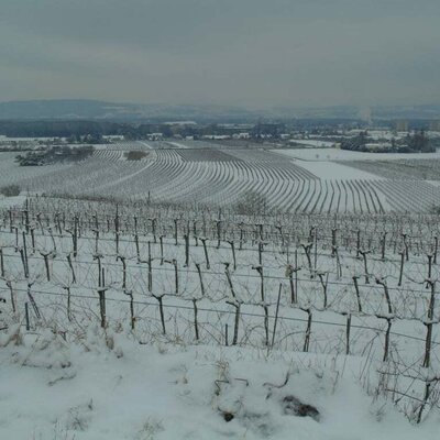 Weinrieden im Winterschlaf!