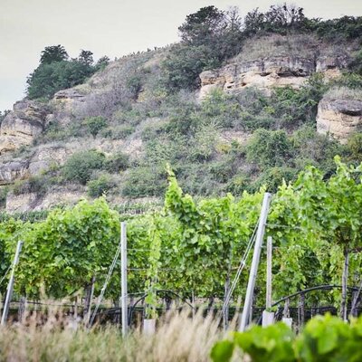 Konklomaratfelsen - Landschaftliche Besonderheit des Rohrendorfer Weinberges