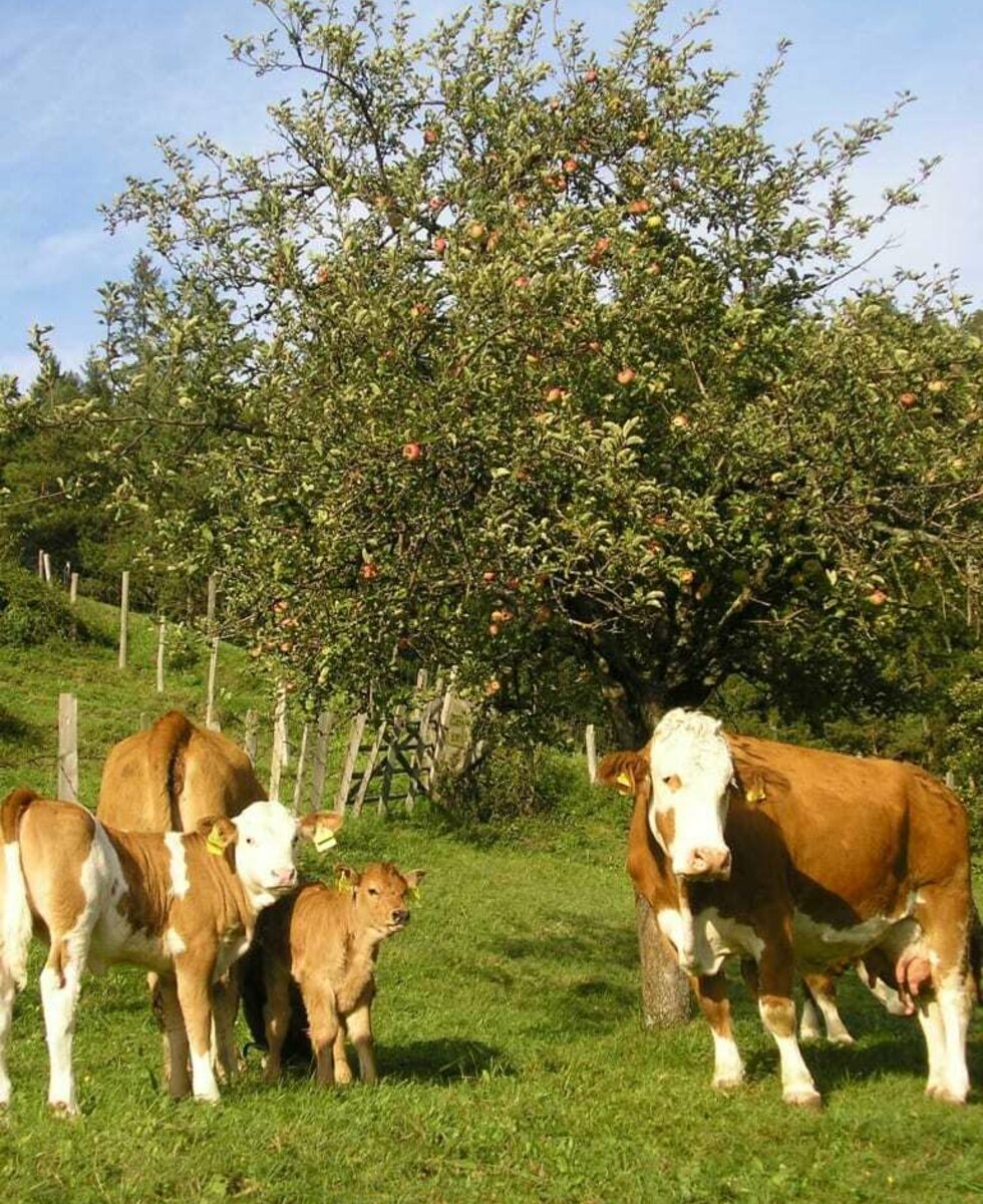 Kühe auf der Weide