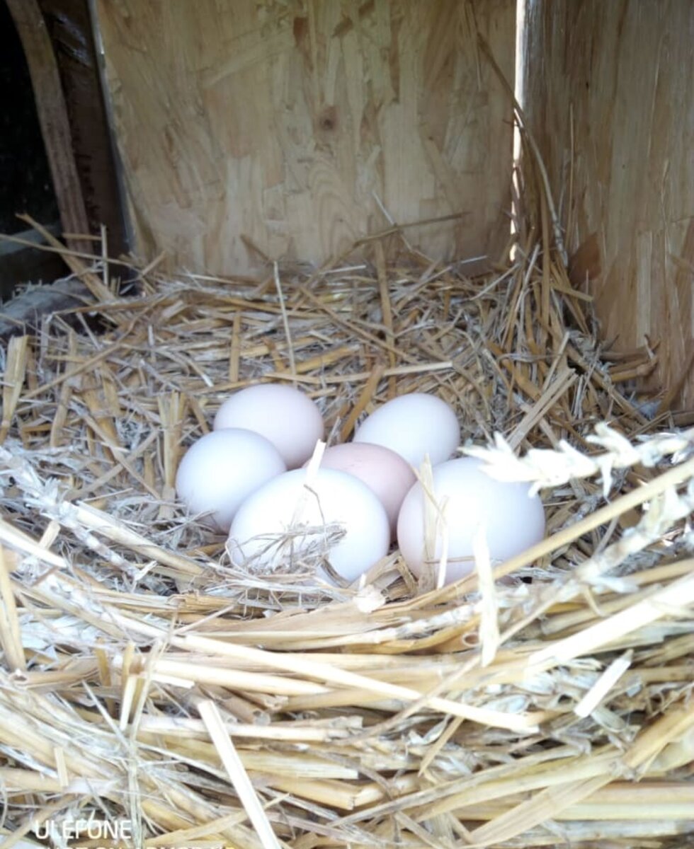 Holt Euch euer Frühstücksei direkt aus dem Nest