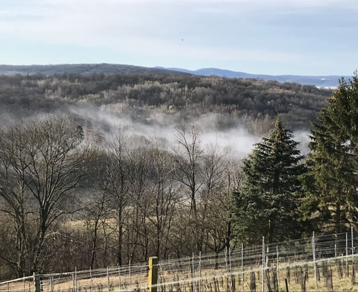 Weingarten im Winter