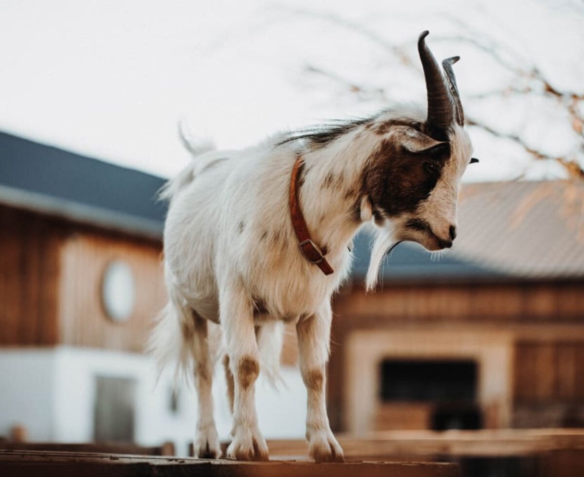 Urlaub am Erlebnishof Strasser - Ziege Strietzi ©KarolineGrillPhotography