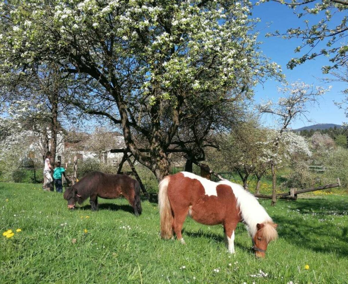 Mayerhof - Wendy und Sophie, unsere Ponies