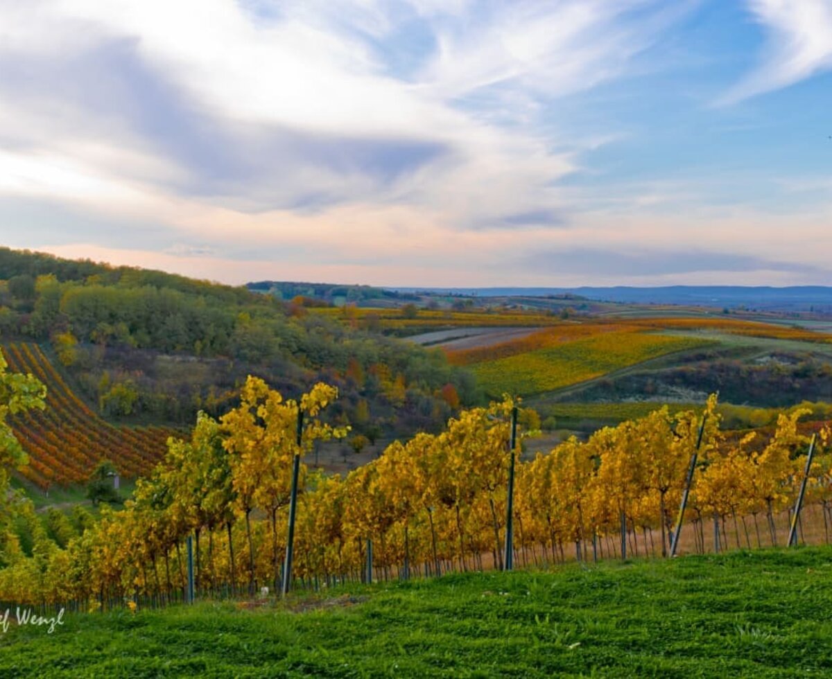 Heuriger und Gästezimmer Weingut Burger - unsere Weingärten