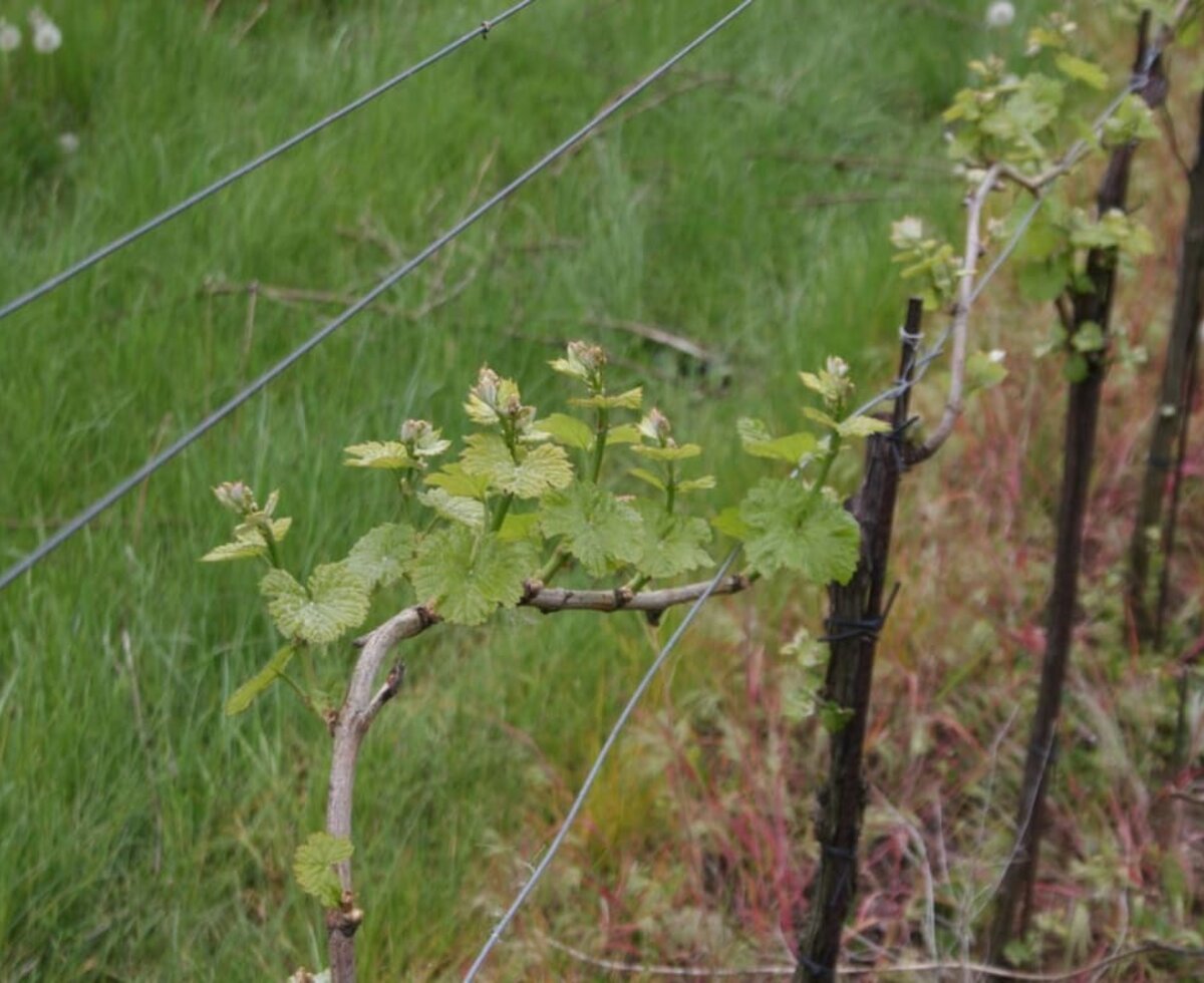 Weinstock im Mai