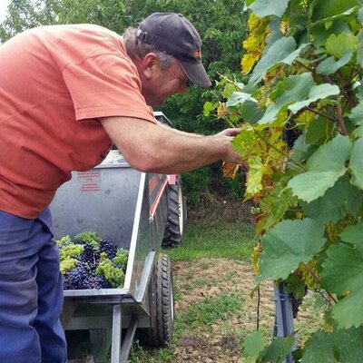 Weingut Seher - Weinlese