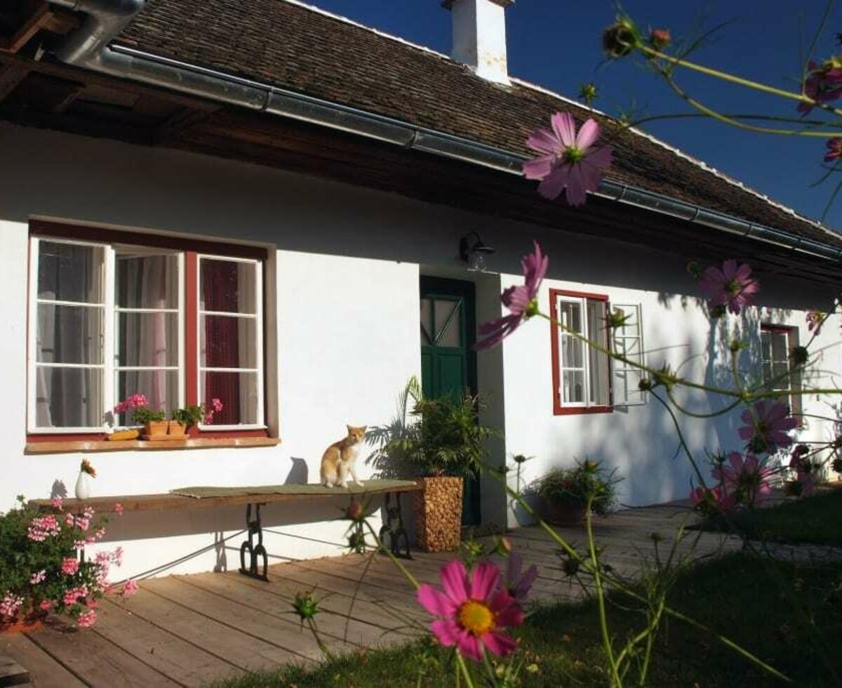 Ferienhaus mit Katze