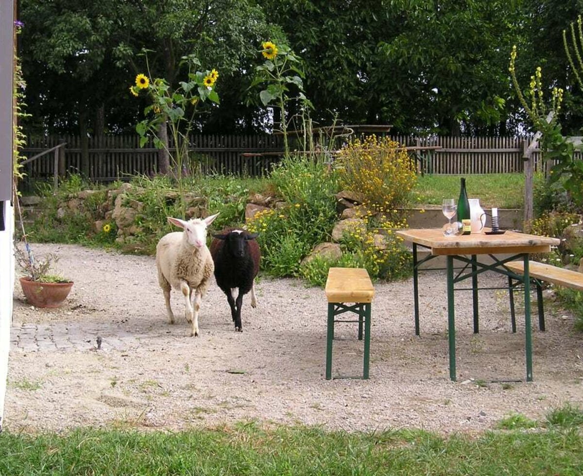 Heurigengarten mit Schafe