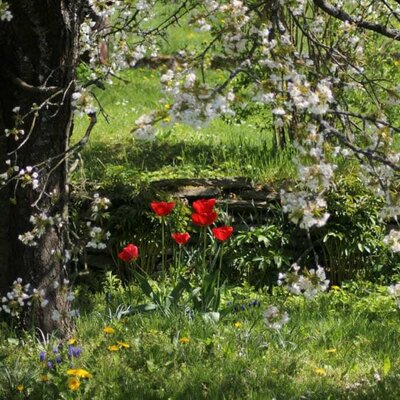 Zum alten Forsthaus - im Garten