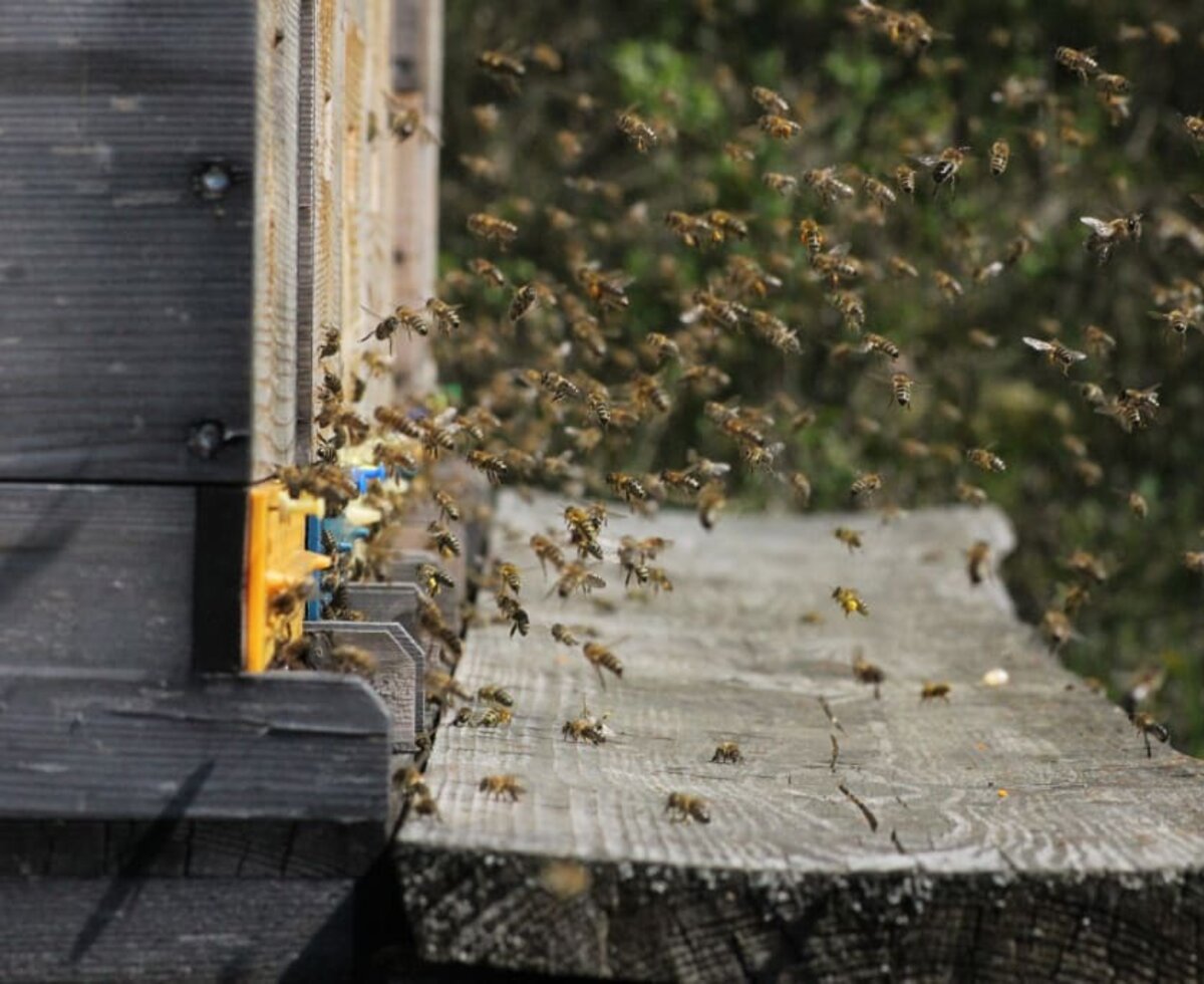 Zum alten Forsthaus - bei den Bienen