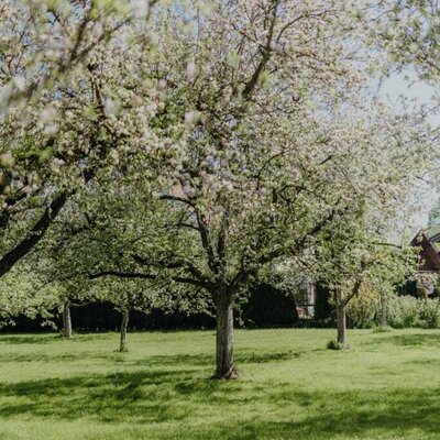 Obstgarten im Frühling