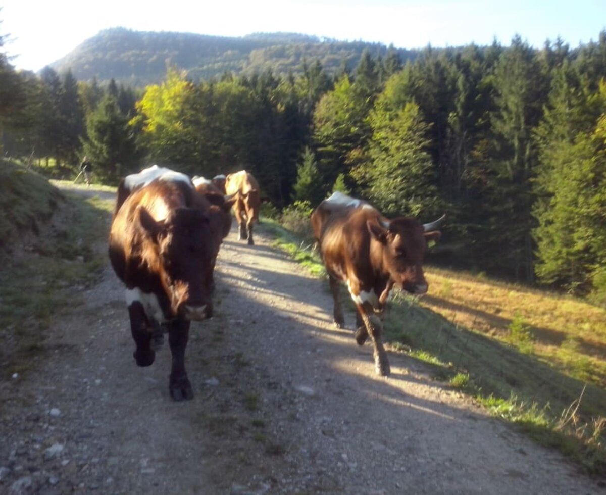 Unsere Pinzgauer Kühe