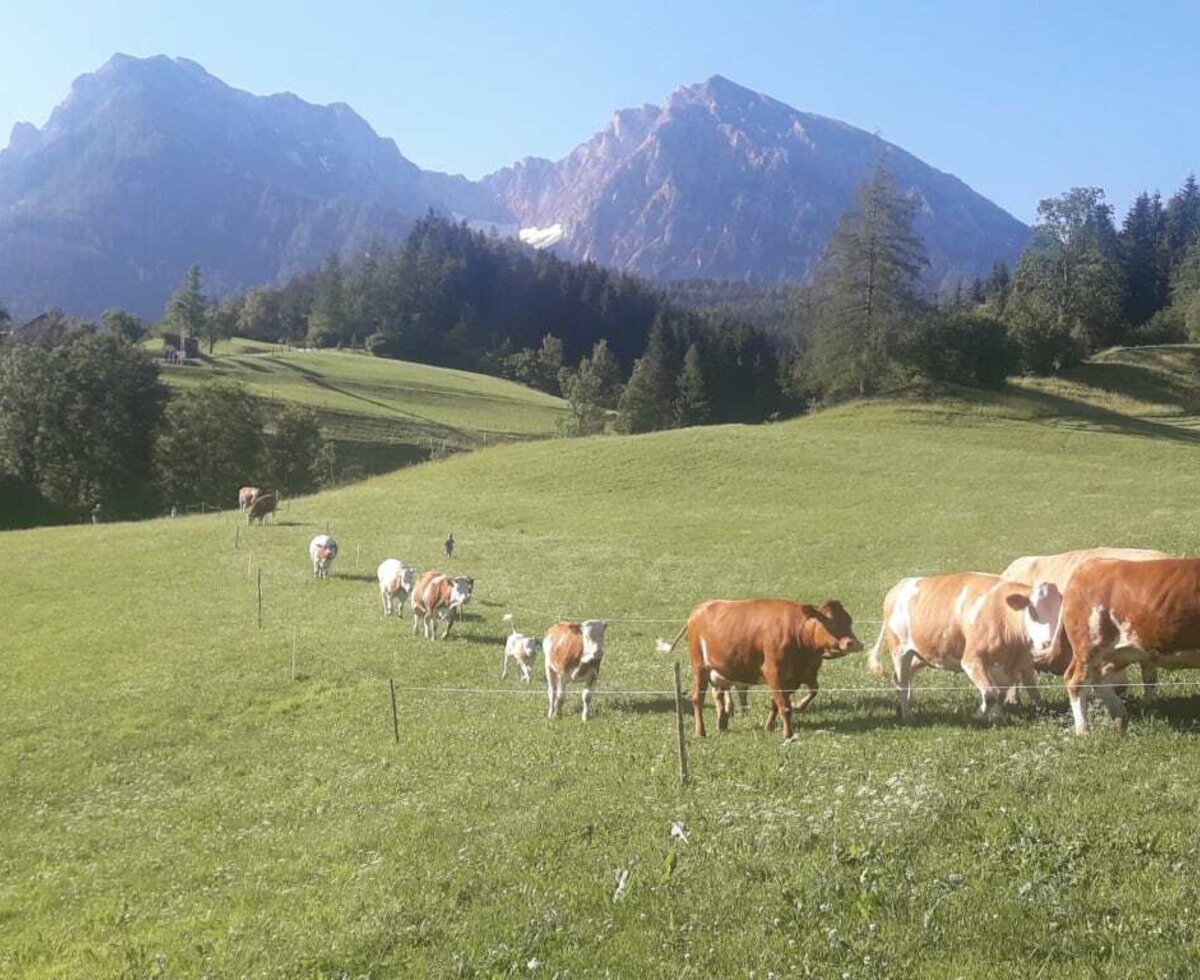 Unsere Kühe auf der Weide